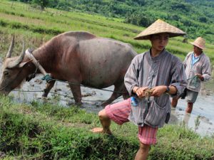 Laos Rural Life Tour – 4 Days