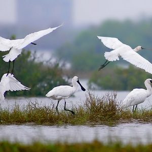 Xuan Thuy National Park