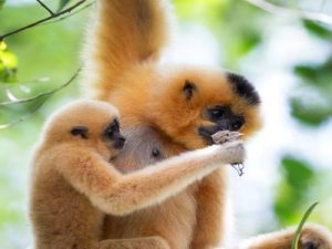 monkeys at nam cat tien national park vietnam adventure travel