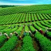 Escape to Southern Vietnam Tour Package – 6 Days